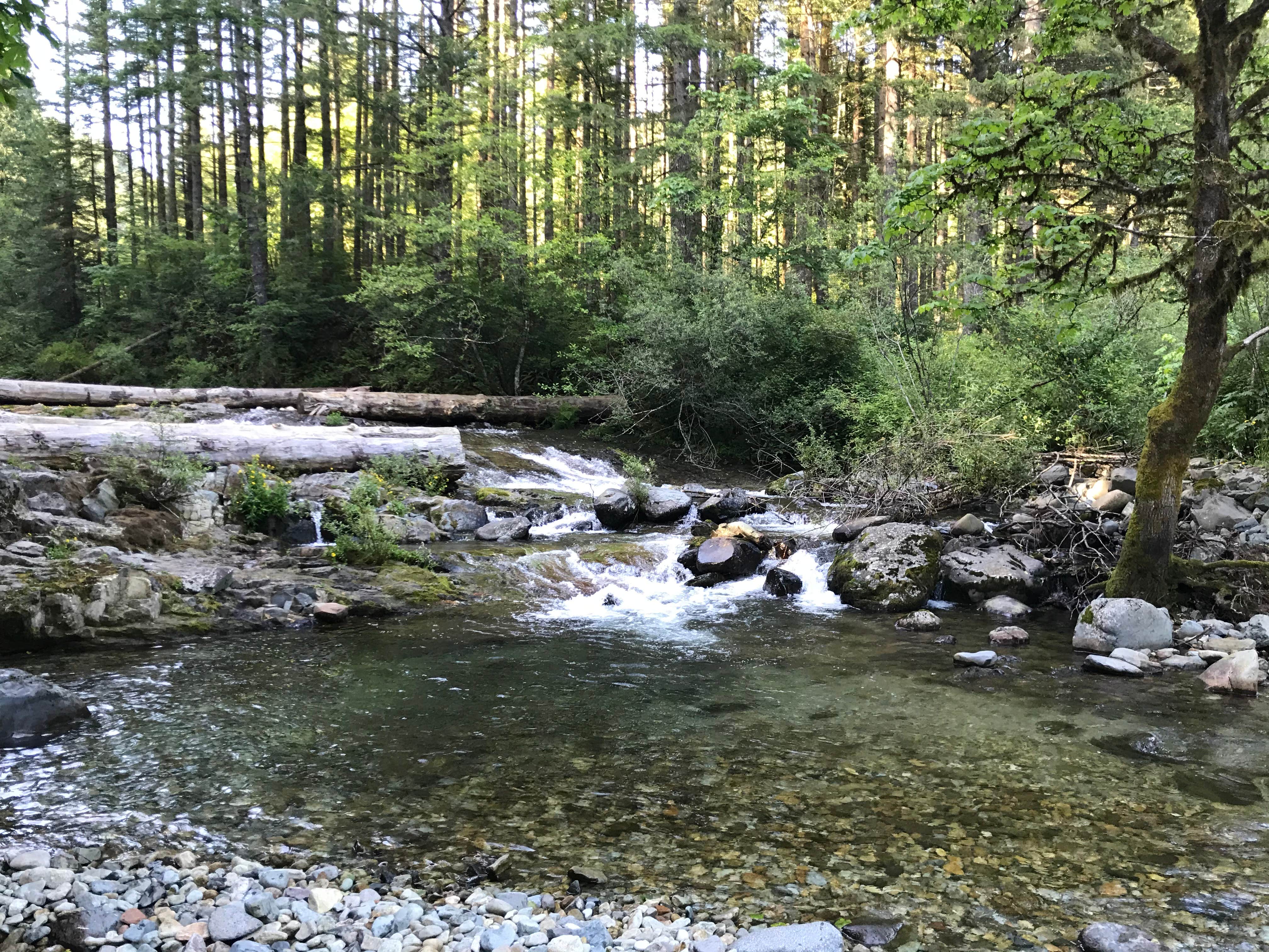 Camper-submitted photo at Dougan Creek Campground near Bridal Veil, OR