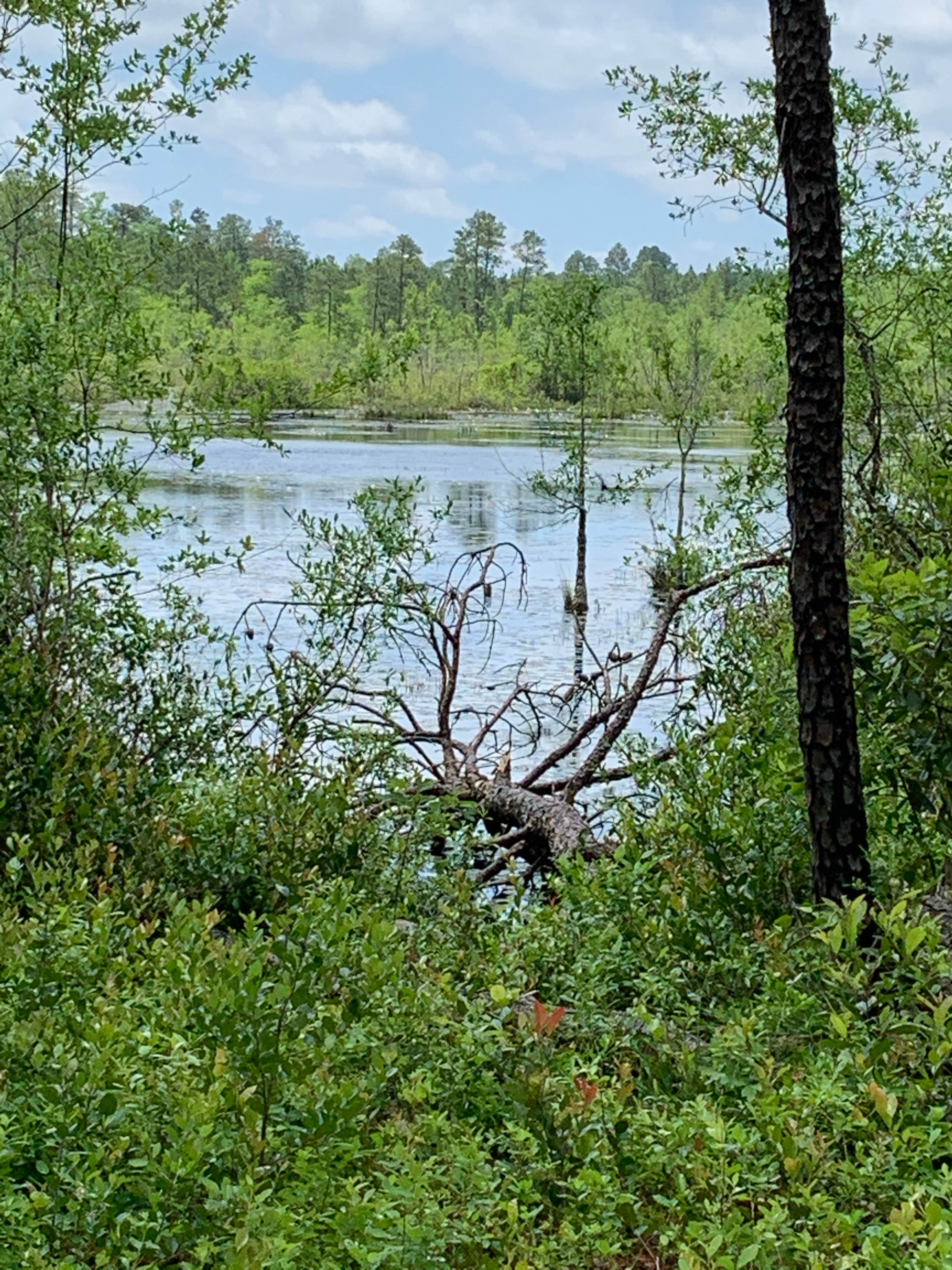 Camper-submitted photo at Pine Lake RV Resort near Spring Lake, NC