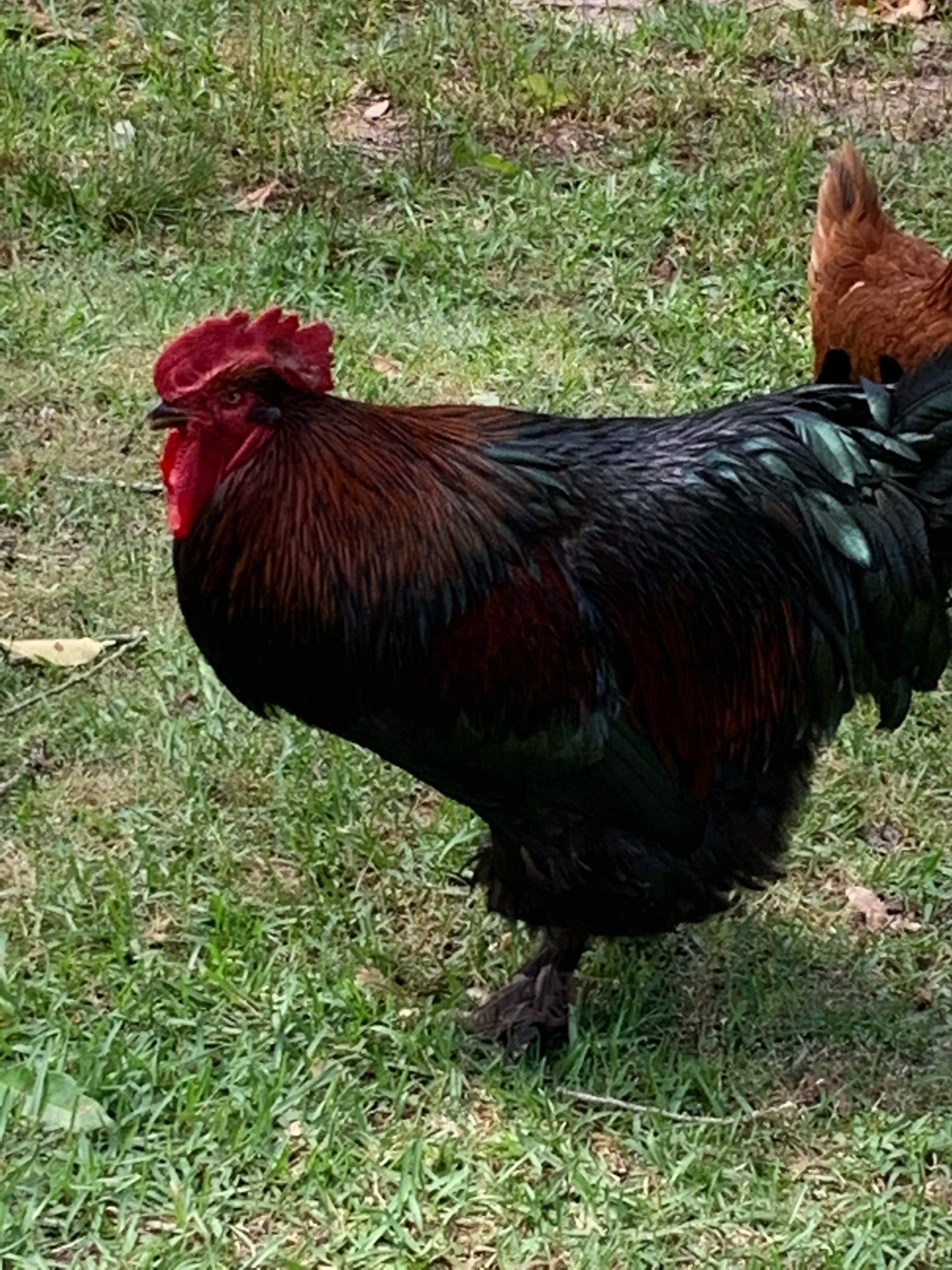 Camper-submitted photo at Pine Lake RV Resort near Spring Lake, NC