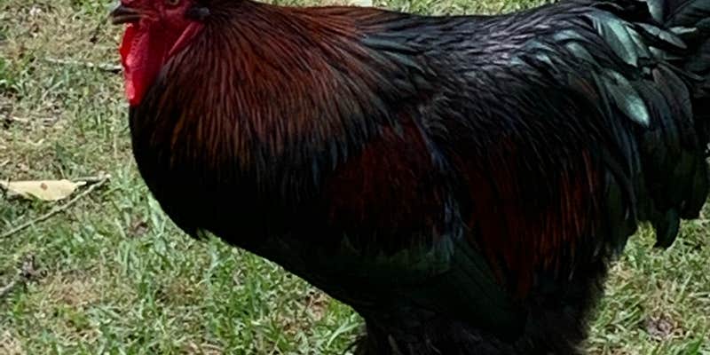 Camper submitted image from Pine Lake RV Resort