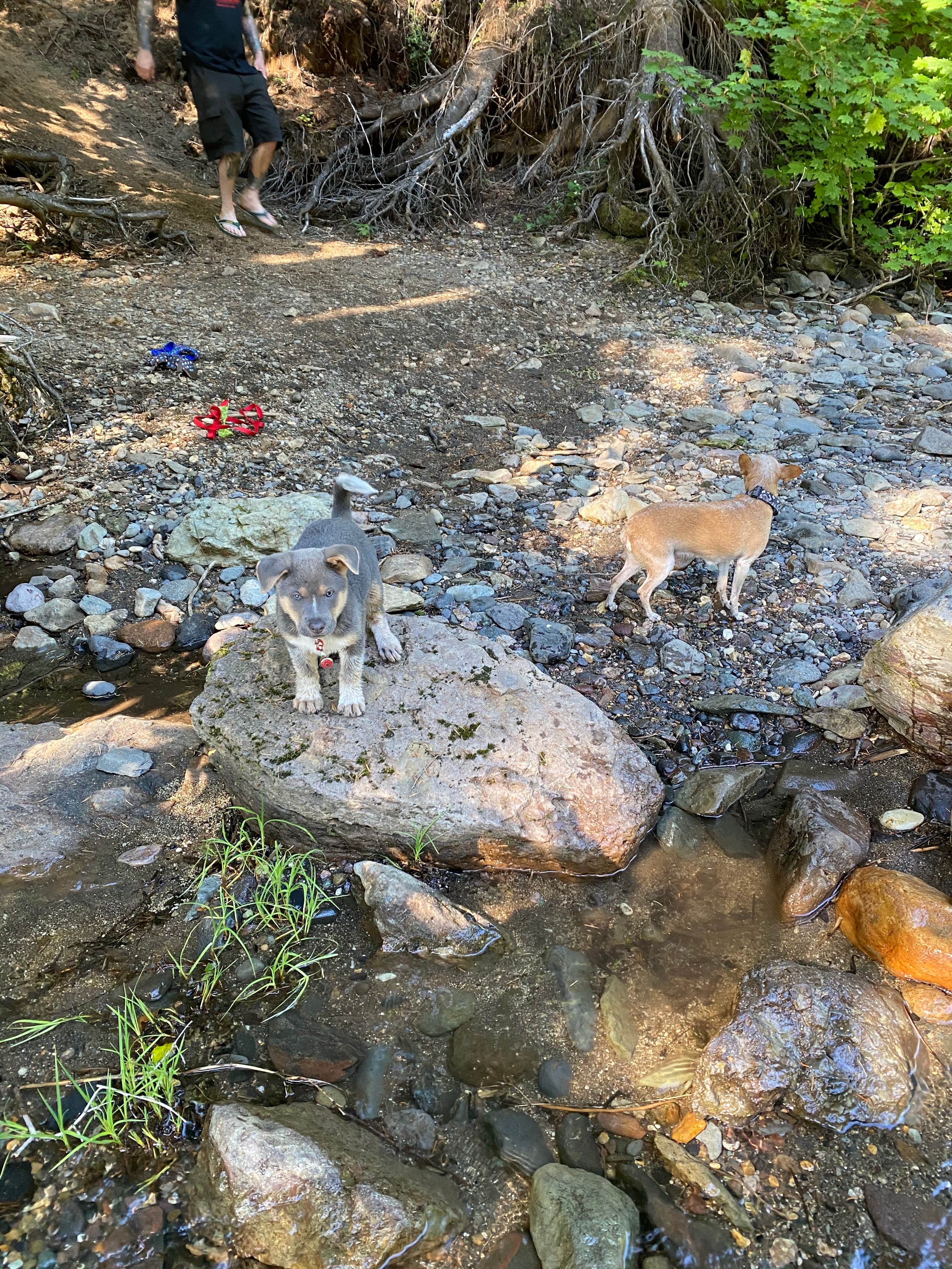Ginger M.'s photo of camping with pets at Lower Falls Campground near Gifford Pinchot National Forest