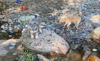 Ginger M.'s photo of camping with pets at Lower Falls Campground near Gifford Pinchot National Forest
