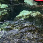 Review photo of Salt Springs Recreation Area by Lauren W., June 30, 2020