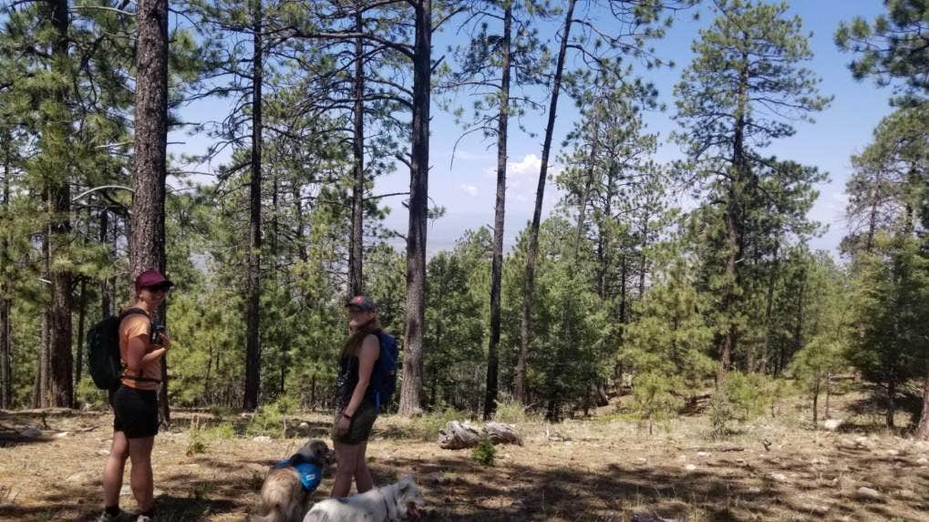 Emily V.'s photo of camping with pets at Forest Road 102 Dispersed near Eldorado at Santa Fe, NM