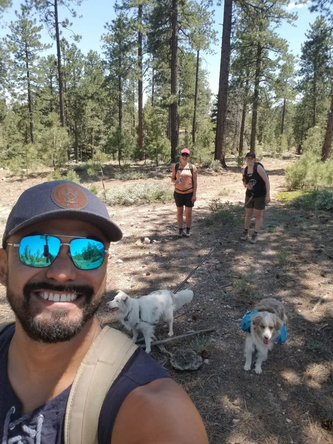 Emily V.'s photo of camping with pets at Forest Road 102 Dispersed near Española, NM