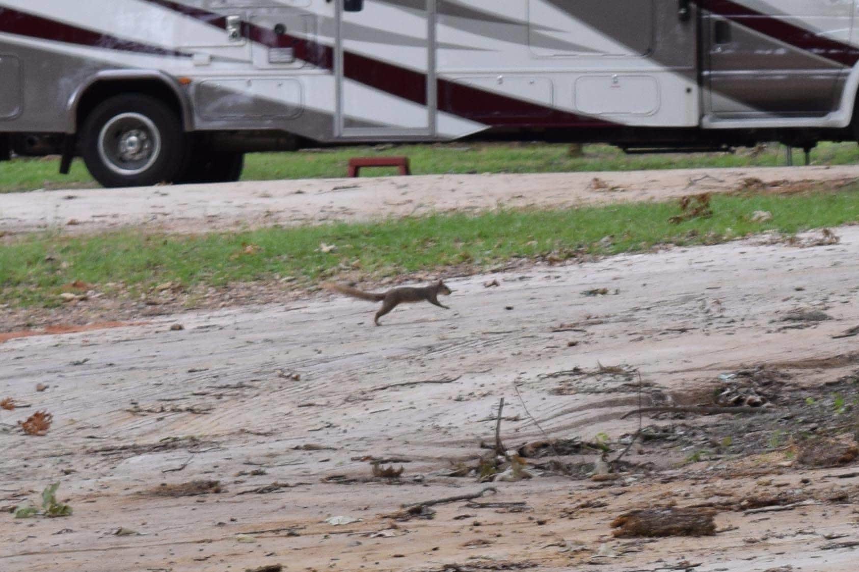 Cheryl G.'s photo of rv camping at Hidden Treasure RV Resort near Lecompte, LA