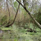 Review photo of Bayou Segnette State Park Campground by Bounding Around , June 30, 2020