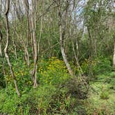 Review photo of Bayou Segnette State Park Campground by Bounding Around , June 30, 2020