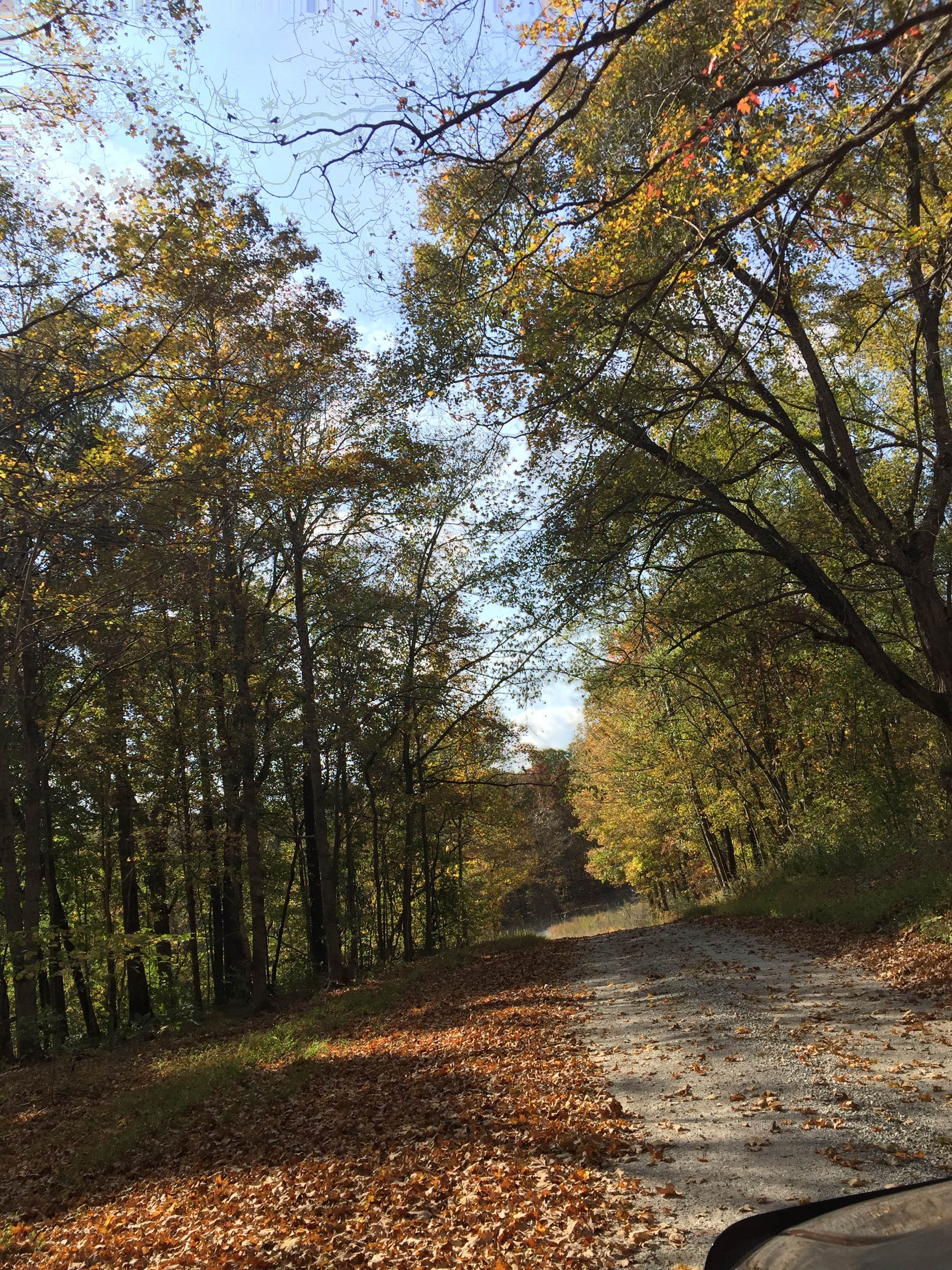 Camper submitted image from Daniel Boone National Forest Boat Gunnel Group Campground - 2
