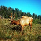 Review photo of Elk Prairie Campground — Prairie Creek Redwoods State Park by PATRICK  S., July 2, 2016