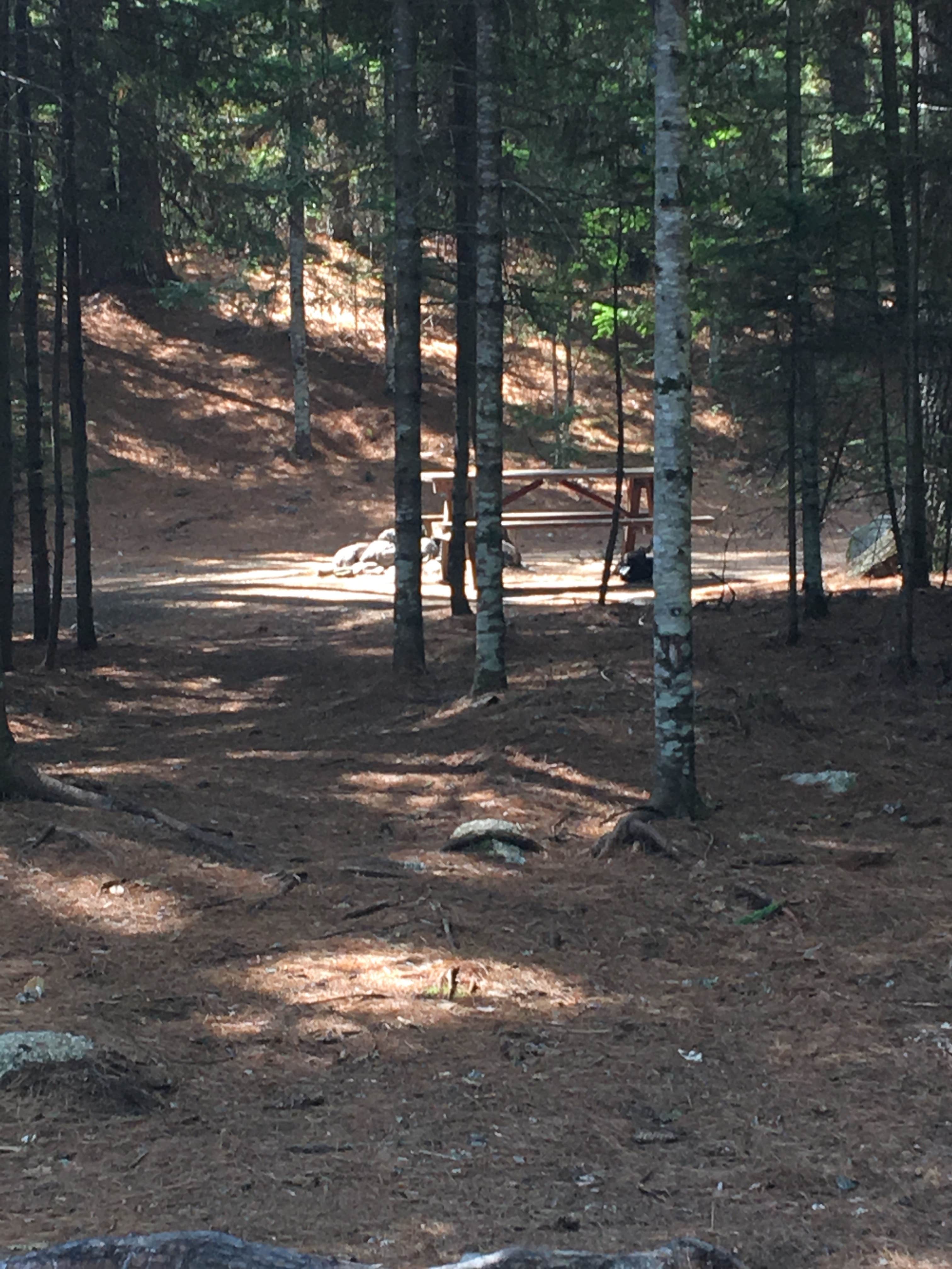 Camping near Machias River Camp off Route 9: Gassabias Lake campsites, Grand Lake Stream, Maine