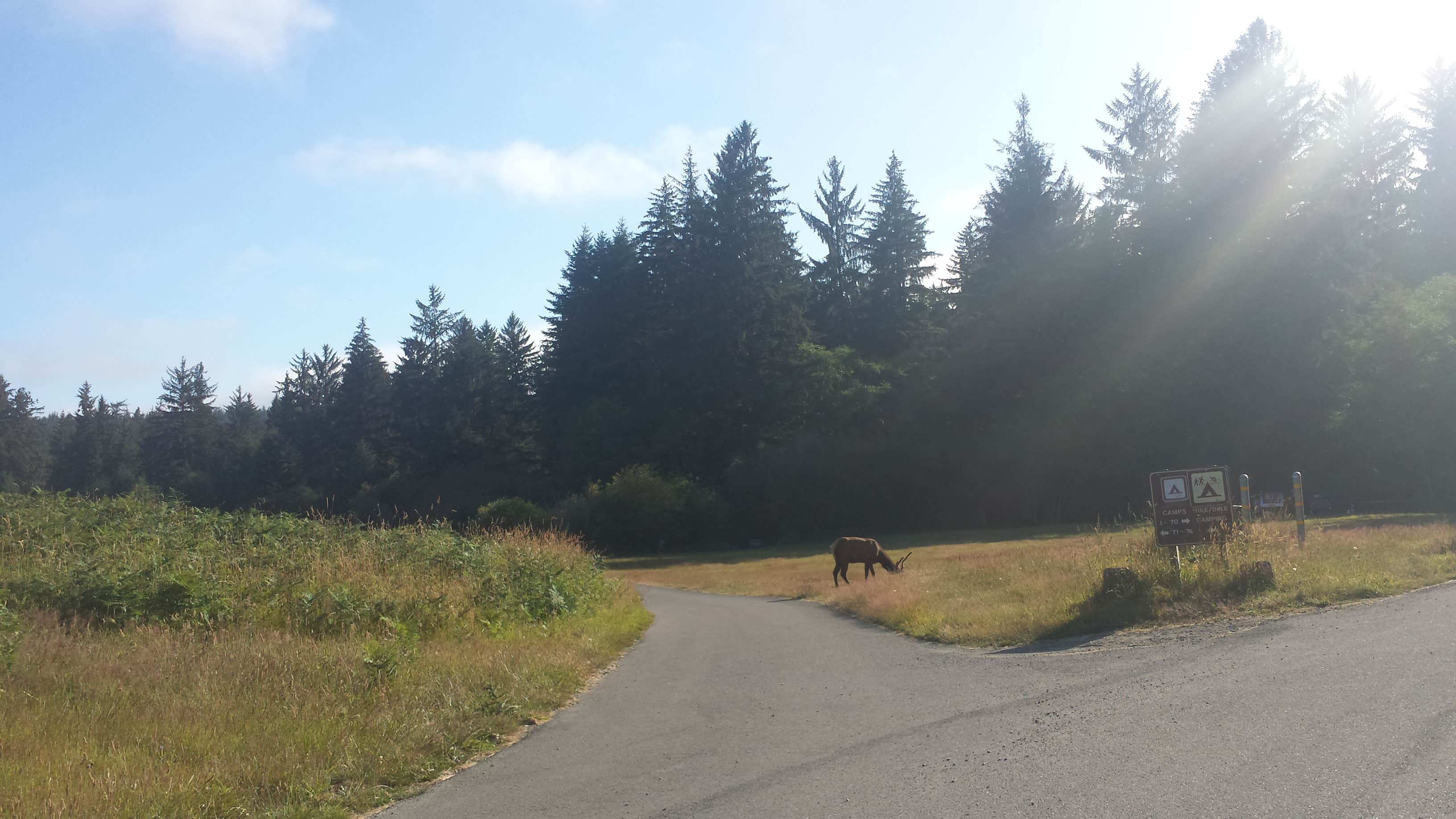 Camper submitted image from Elk Prairie Campground — Prairie Creek Redwoods State Park - 4