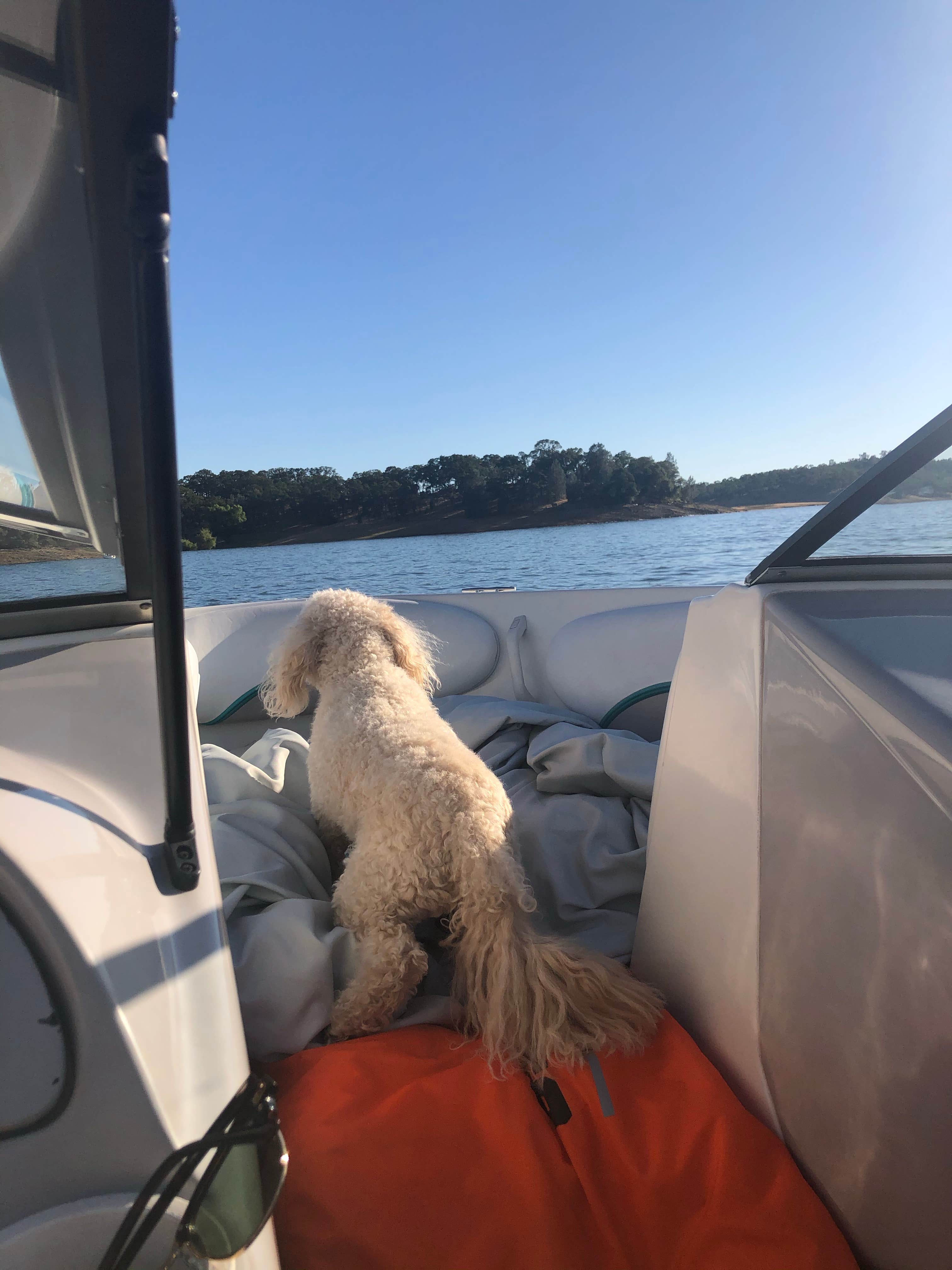 Cassidy Y.'s photo of camping with pets at Peninsula Campground — Folsom Lake State Recreation Area near Sacramento, CA