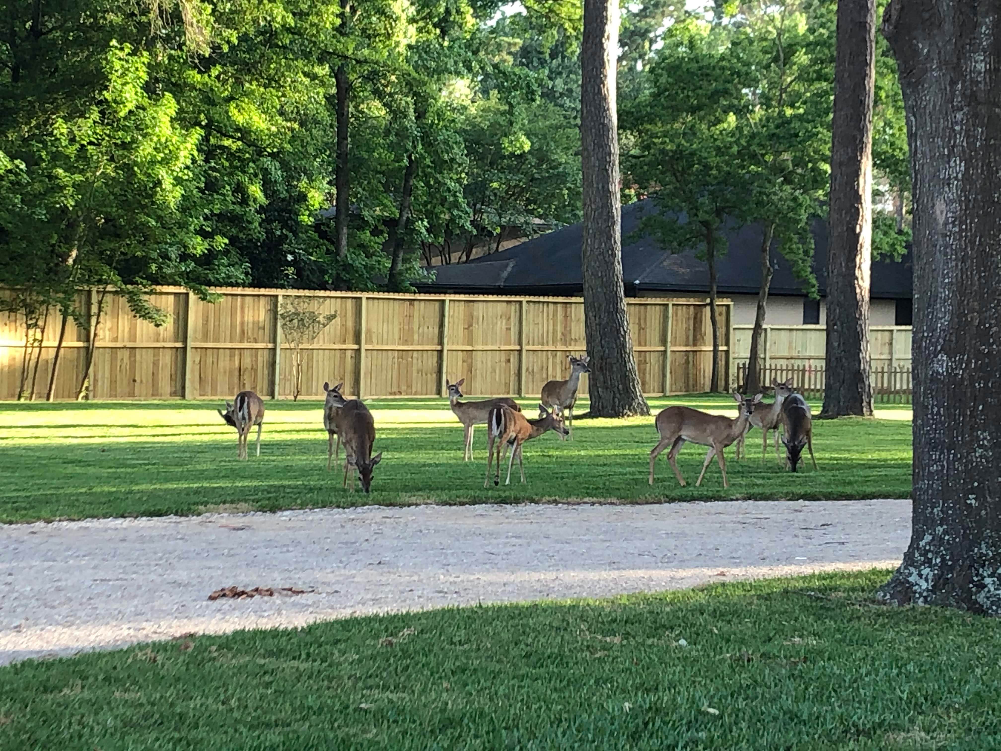 Camper-submitted photo at Triple-B RV Park - Lakeside near Conroe, TX