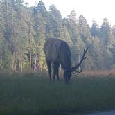 Review photo of Elk Prairie Campground — Prairie Creek Redwoods State Park by PATRICK  S., July 2, 2016