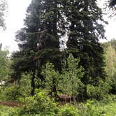 Review photo of Spruces - Big Cottonwood by Trevor S., June 30, 2020