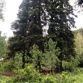 Review photo of Spruces - Big Cottonwood by Trevor S., June 30, 2020