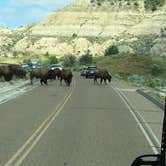 Review photo of Cottonwood Campground — Theodore Roosevelt National Park by Ason S., June 30, 2020