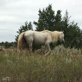 Review photo of Cottonwood Campground — Theodore Roosevelt National Park by Ason S., June 30, 2020