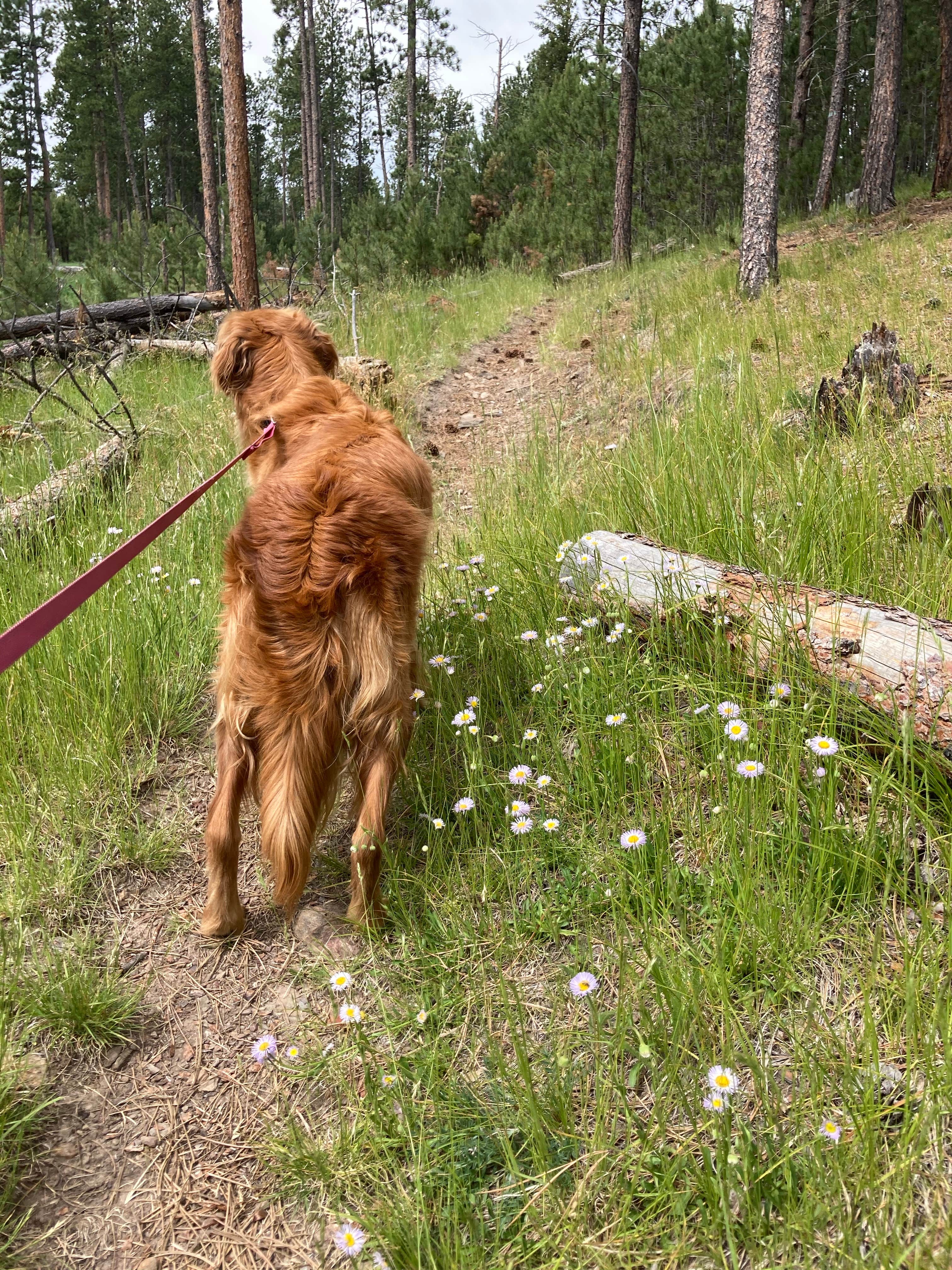 Veronica S.'s photo of camping with pets at Whitetail Campground near Newcastle, WY