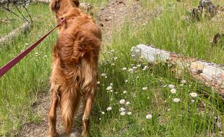 Veronica S.'s photo of camping with pets at Whitetail Campground near Black Hills National Forest