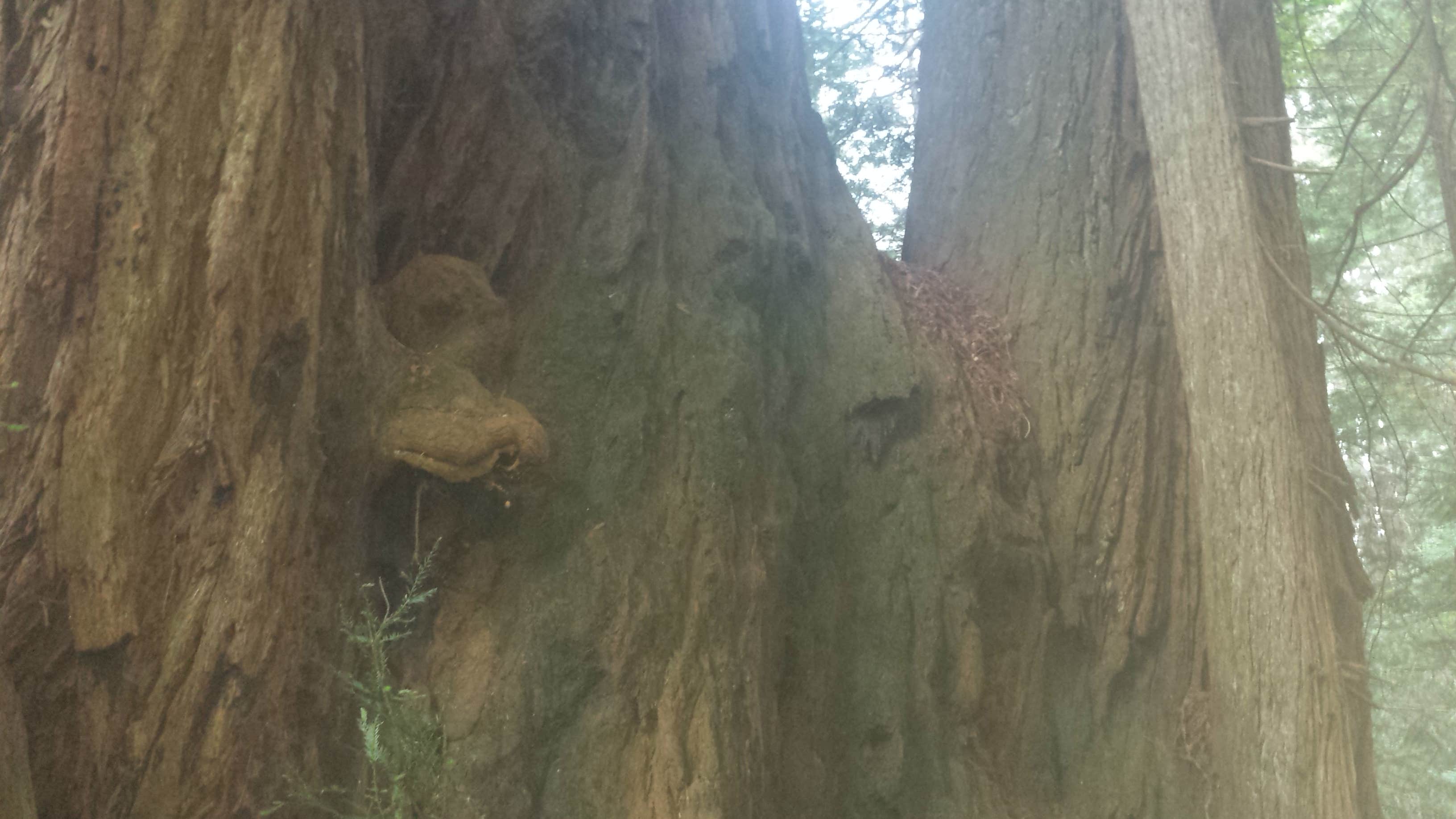 Camping near Redwood National Park, CA: 50+ Best Places to Camp