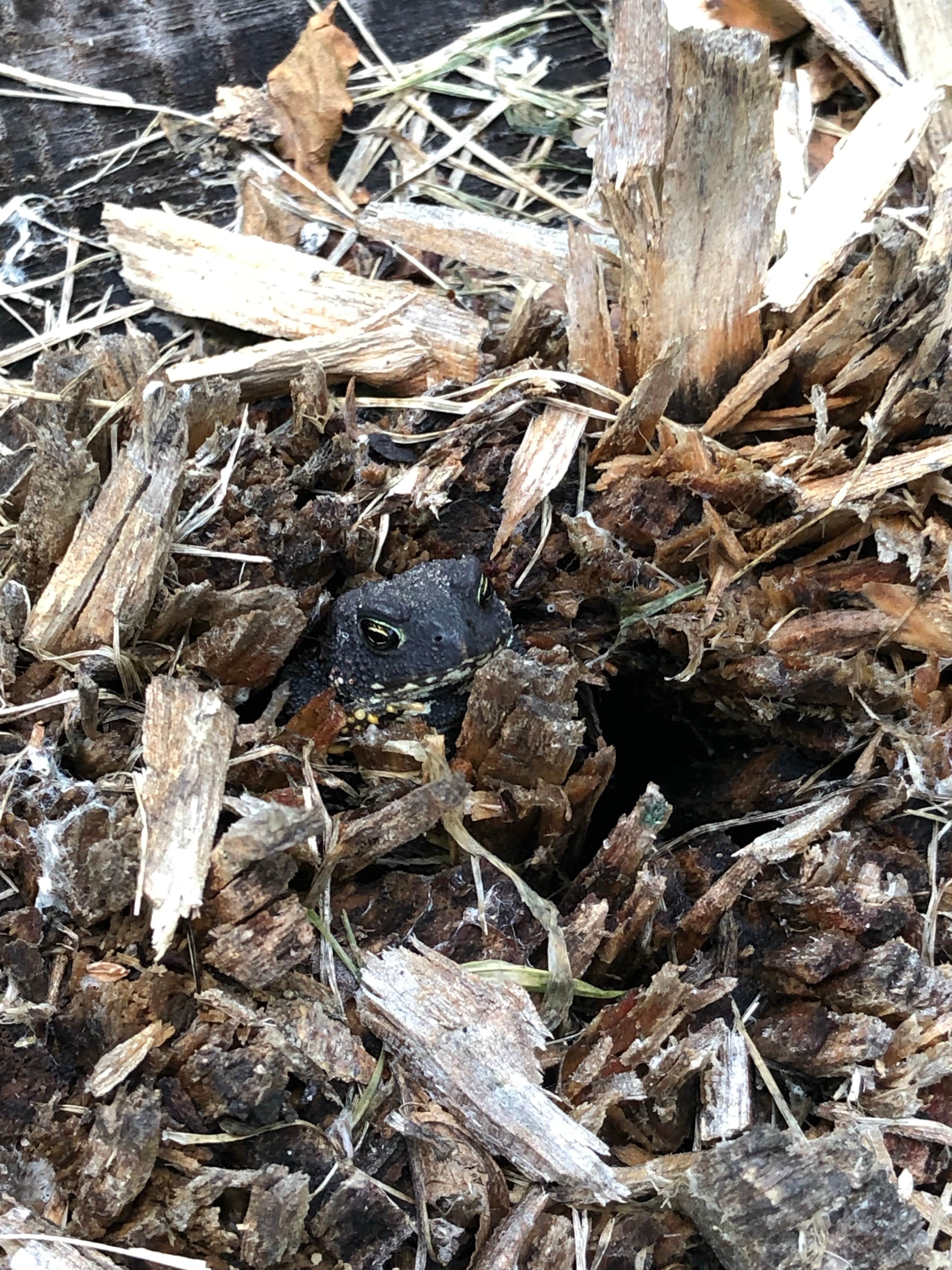 Camper-submitted photo at Lake Poinsett State Rec Area near Arlington, SD
