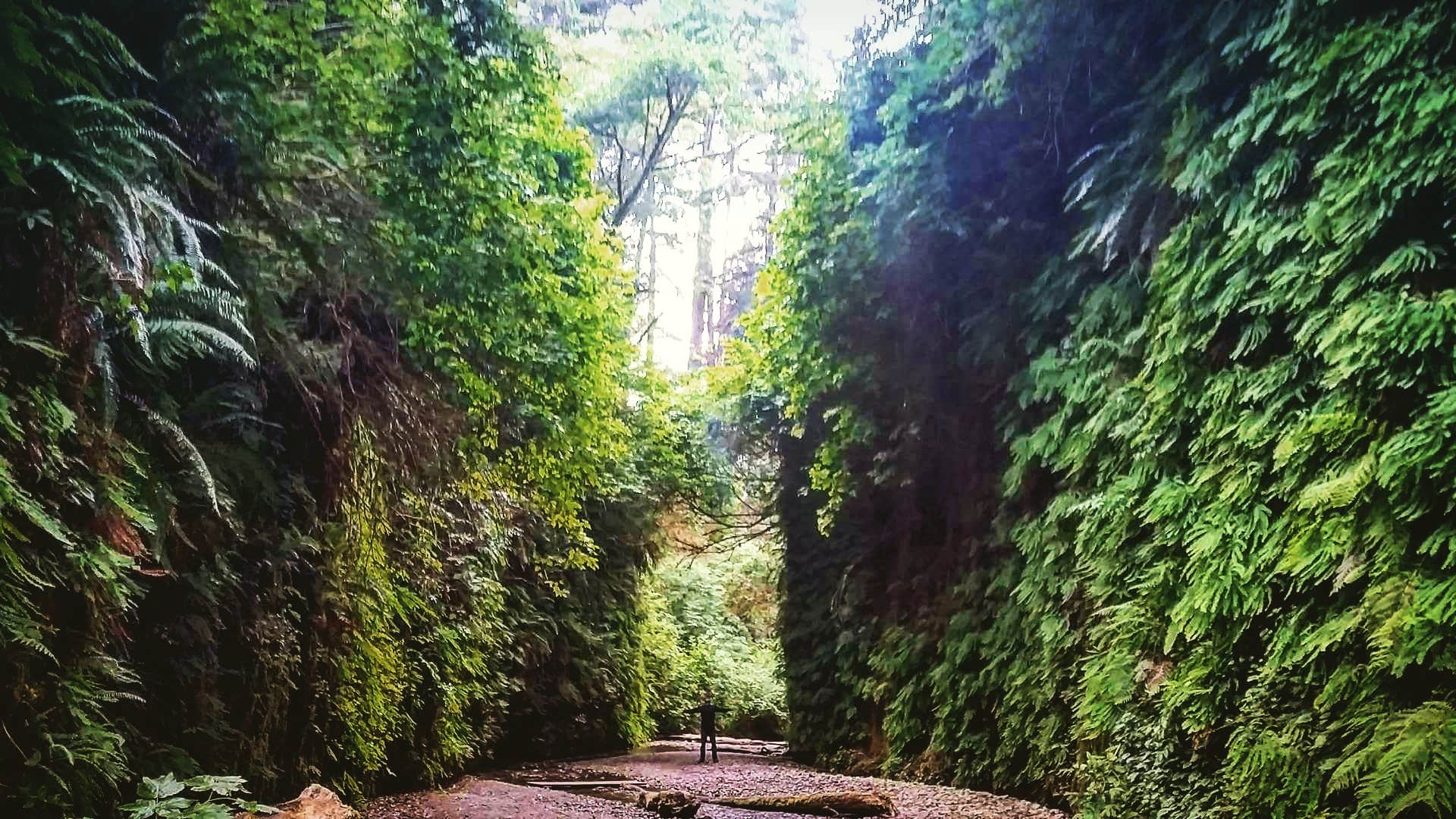 Camper submitted image from Gold Bluffs Beach Campground — Prairie Creek Redwoods State Park - 2