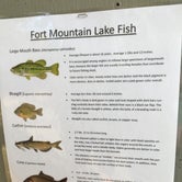 Review photo of Fort Mountain State Park Campground by B M., June 1, 2020