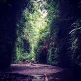 Review photo of Gold Bluffs Beach Campground — Prairie Creek Redwoods State Park by PATRICK S., July 2, 2016