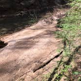 Review photo of About Sipsey Wilderness Backcountry Site (Trail 200 Site E) by Asher K., June 30, 2020