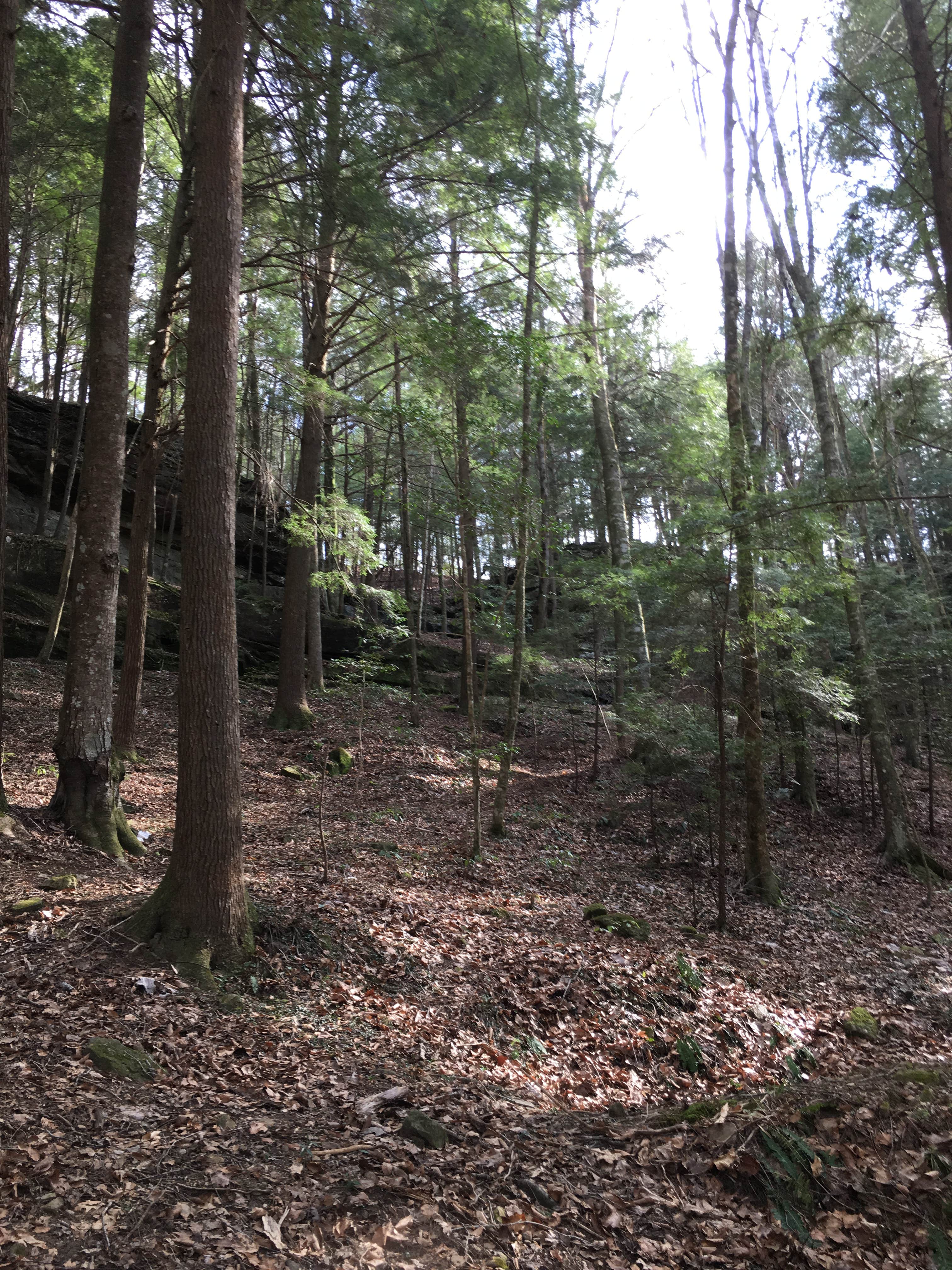 Camper-submitted photo at Sipsey Wilderness Backcountry Site (Trail 200 Site I) near Warrior, AL