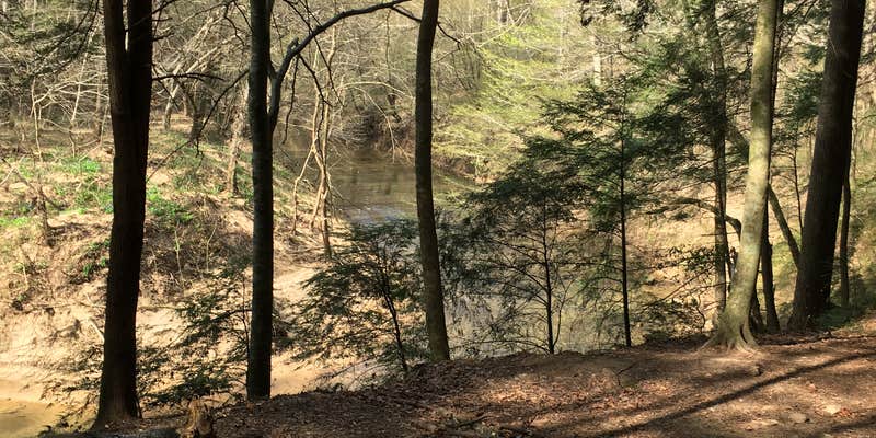 Camper submitted image from Sipsey Wilderness Backcountry Site (Trail 200 Site I)