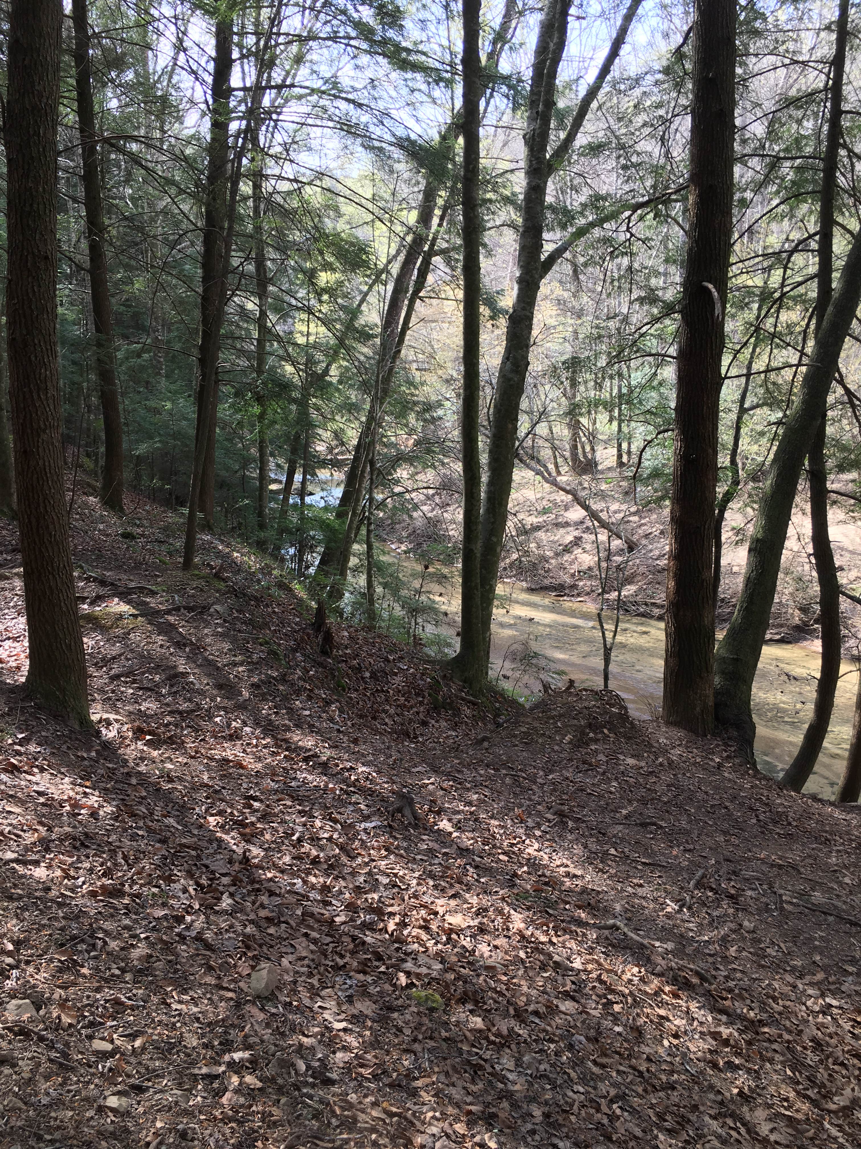 Camper-submitted photo at Sipsey Wilderness Backcountry Site (Trail 200 Site I) near Warrior, AL