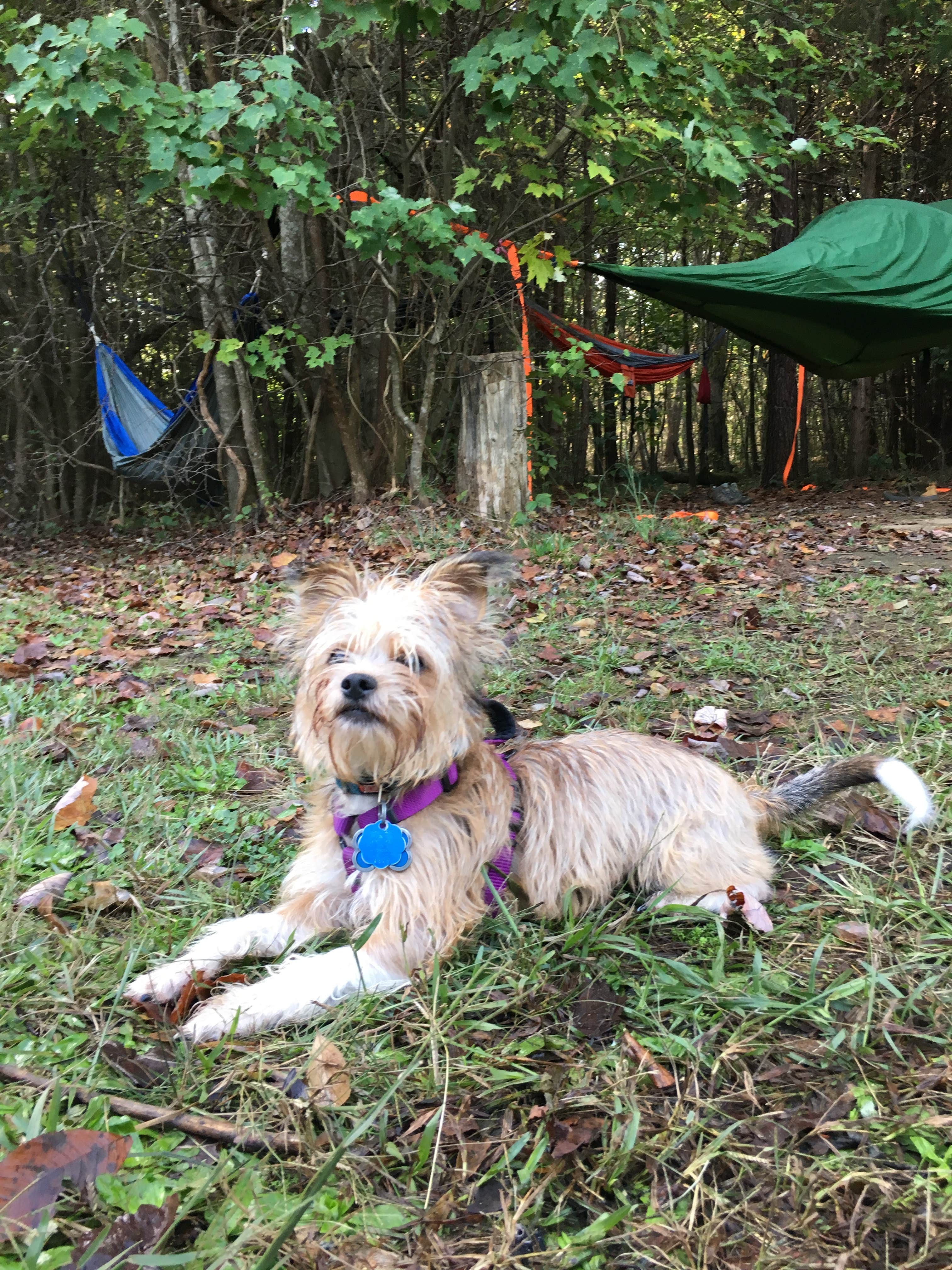 Asher K.'s photo of camping with pets at DeSoto State Park Campground in Alabama