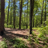 Review photo of Chinnabee Silent Trail Backcountry Site 3 by Asher K., June 30, 2020