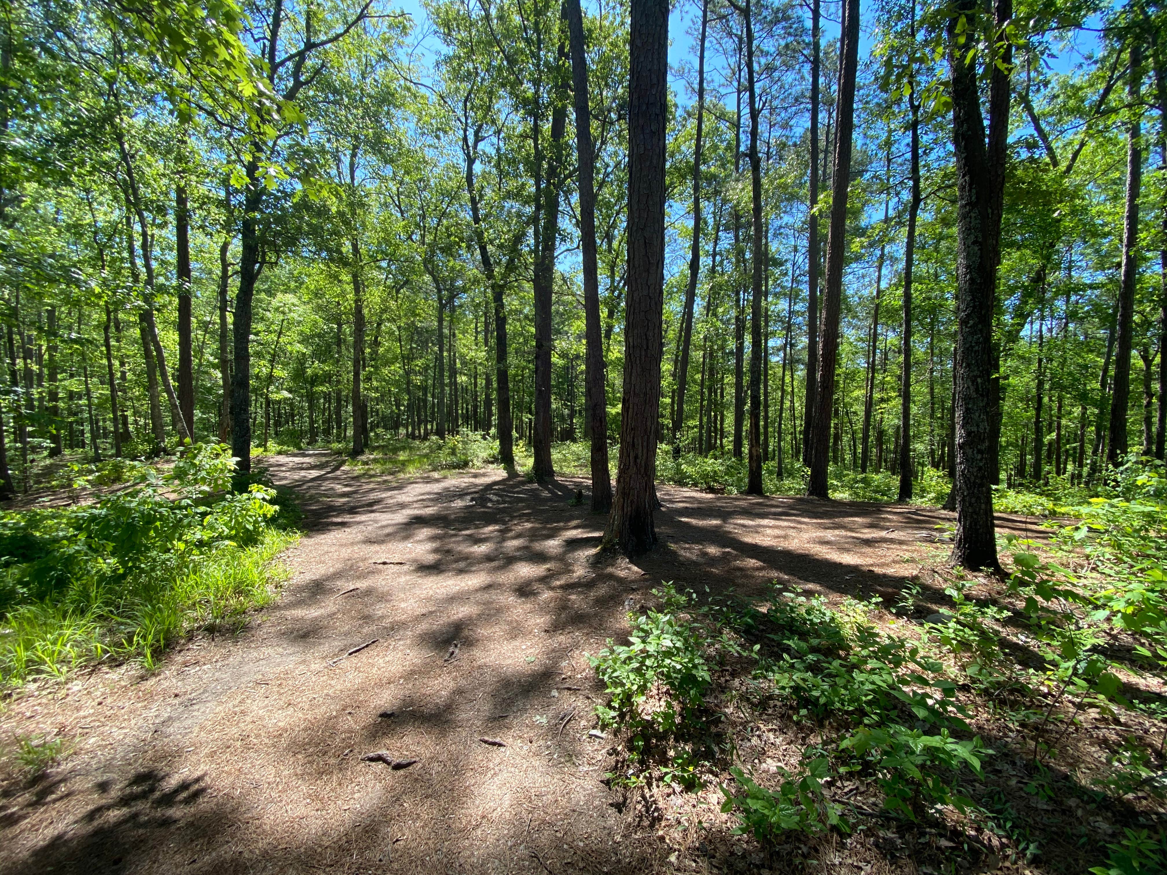 Camper-submitted photo at Chinnabee Silent Trail Backcountry Site 3 near Columbiana, AL