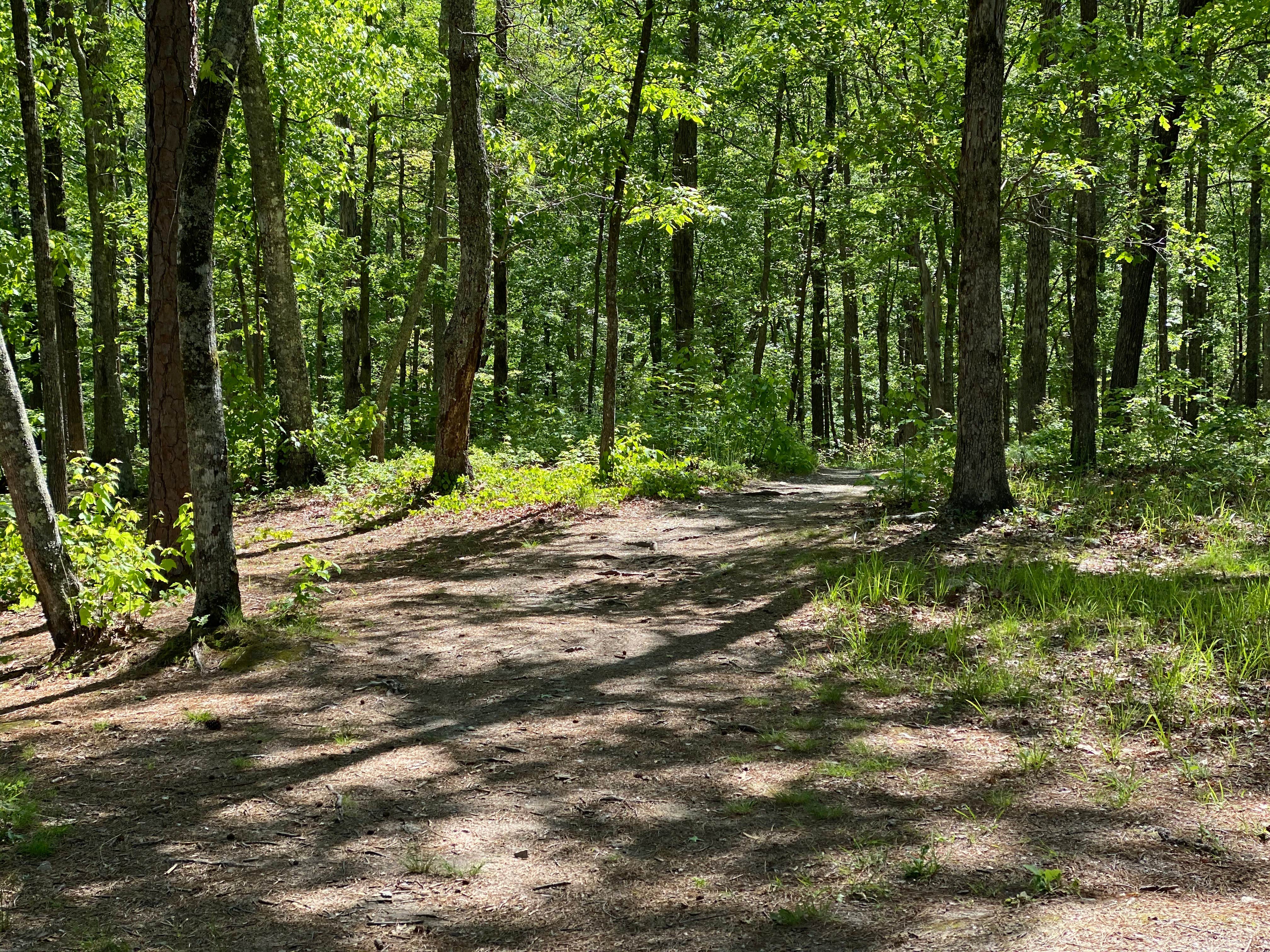 Camper-submitted photo at Chinnabee Silent Trail Backcountry Site 3 near Columbiana, AL