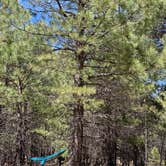 Review photo of Carr Lake Campground on Forest Road 9350 by Jeannie C., June 30, 2020