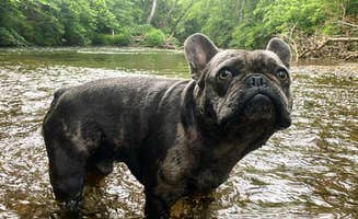Philip B.'s photo of camping with pets at Lancaster County Mill Creek Camping Area near Holtwood, PA