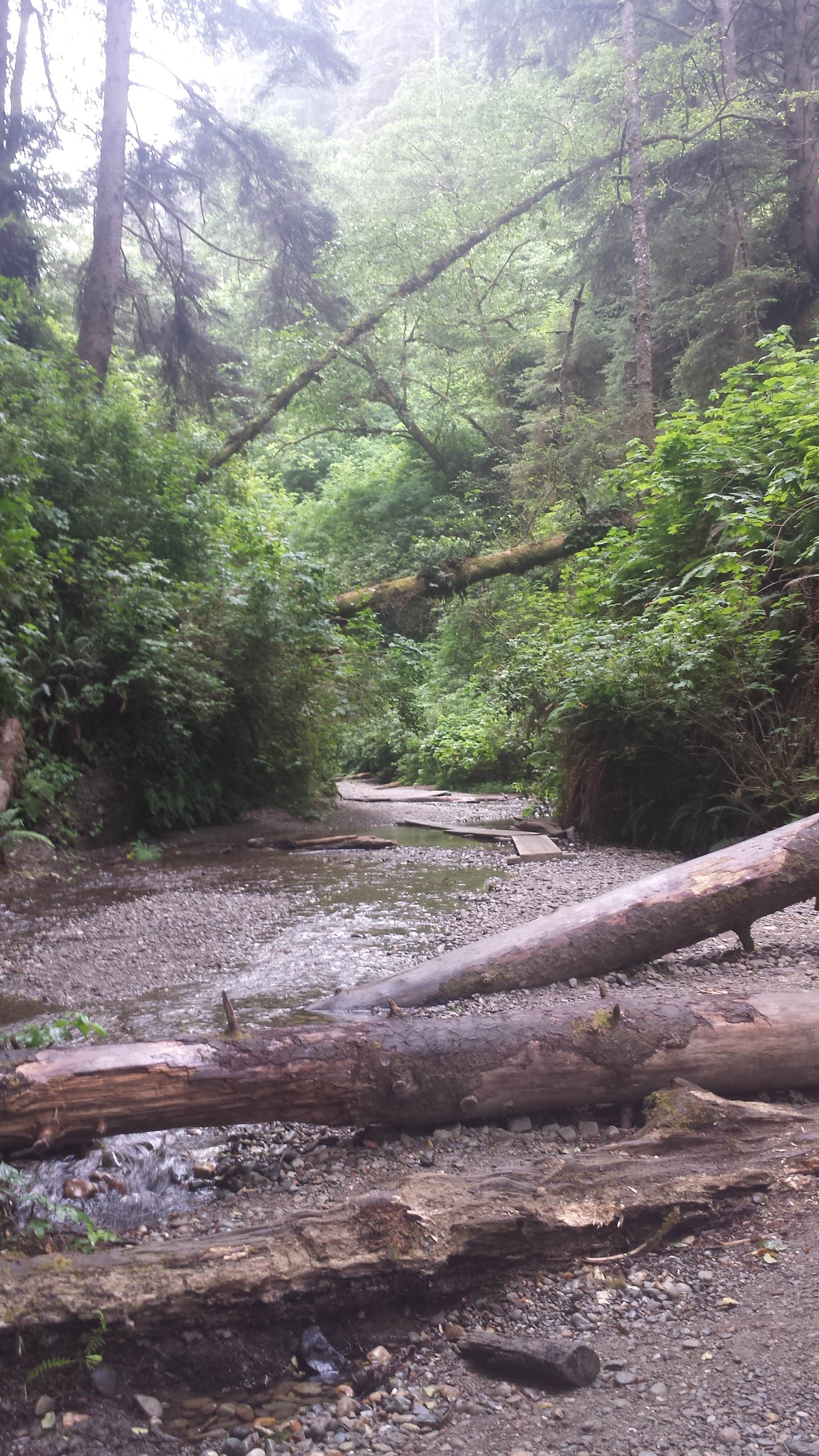 Camper submitted image from Gold Bluffs Beach Campground — Prairie Creek Redwoods State Park - 4