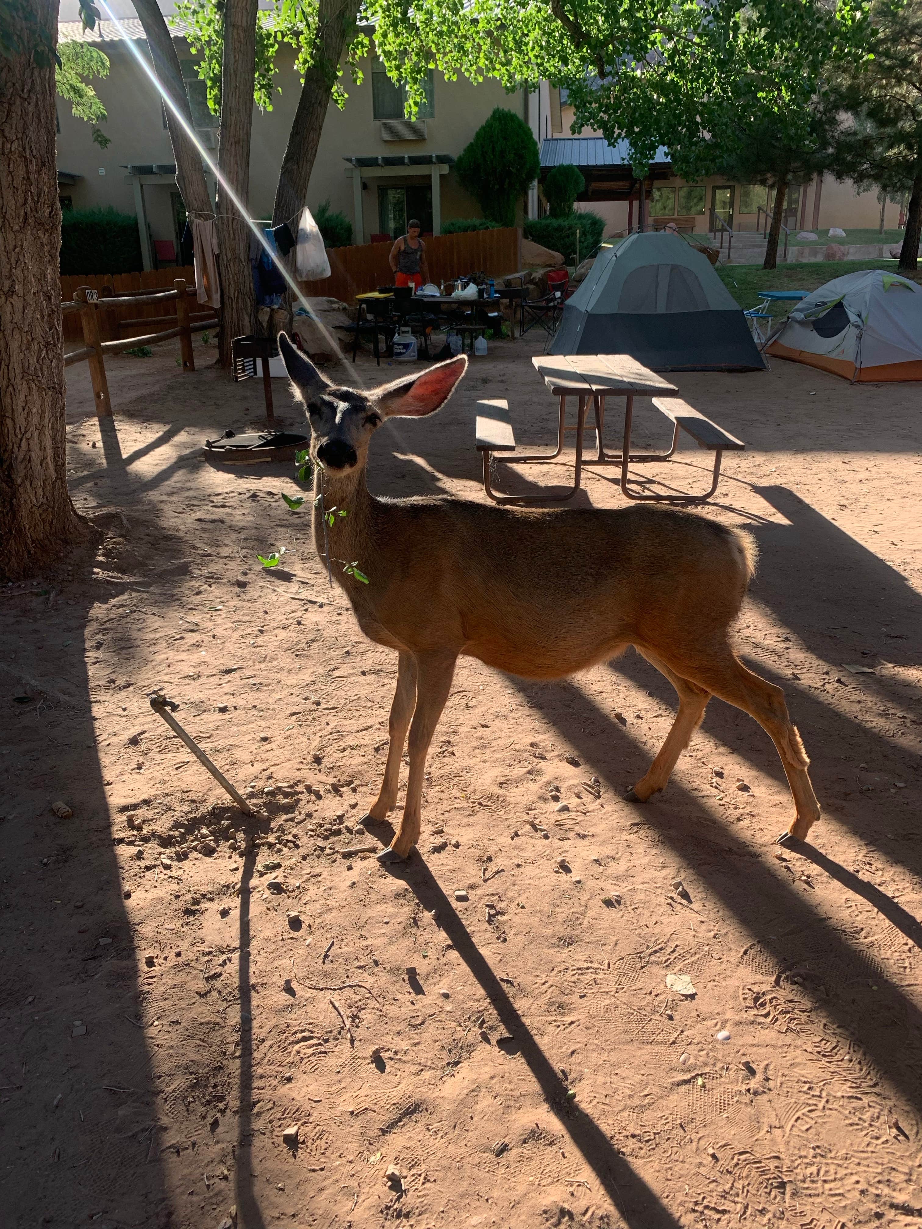 Iris M.'s photo at Zion Canyon Campground in Utah