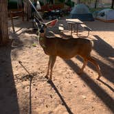 Review photo of Zion Canyon Campground by Iris M., July 1, 2020