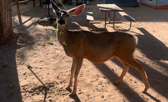 Iris M.'s photo at Zion Canyon Campground in Utah