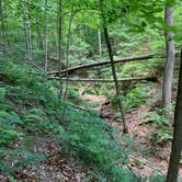 Review photo of Oak Ridge Morgan-Monroe State Forest by Ron H., June 14, 2020