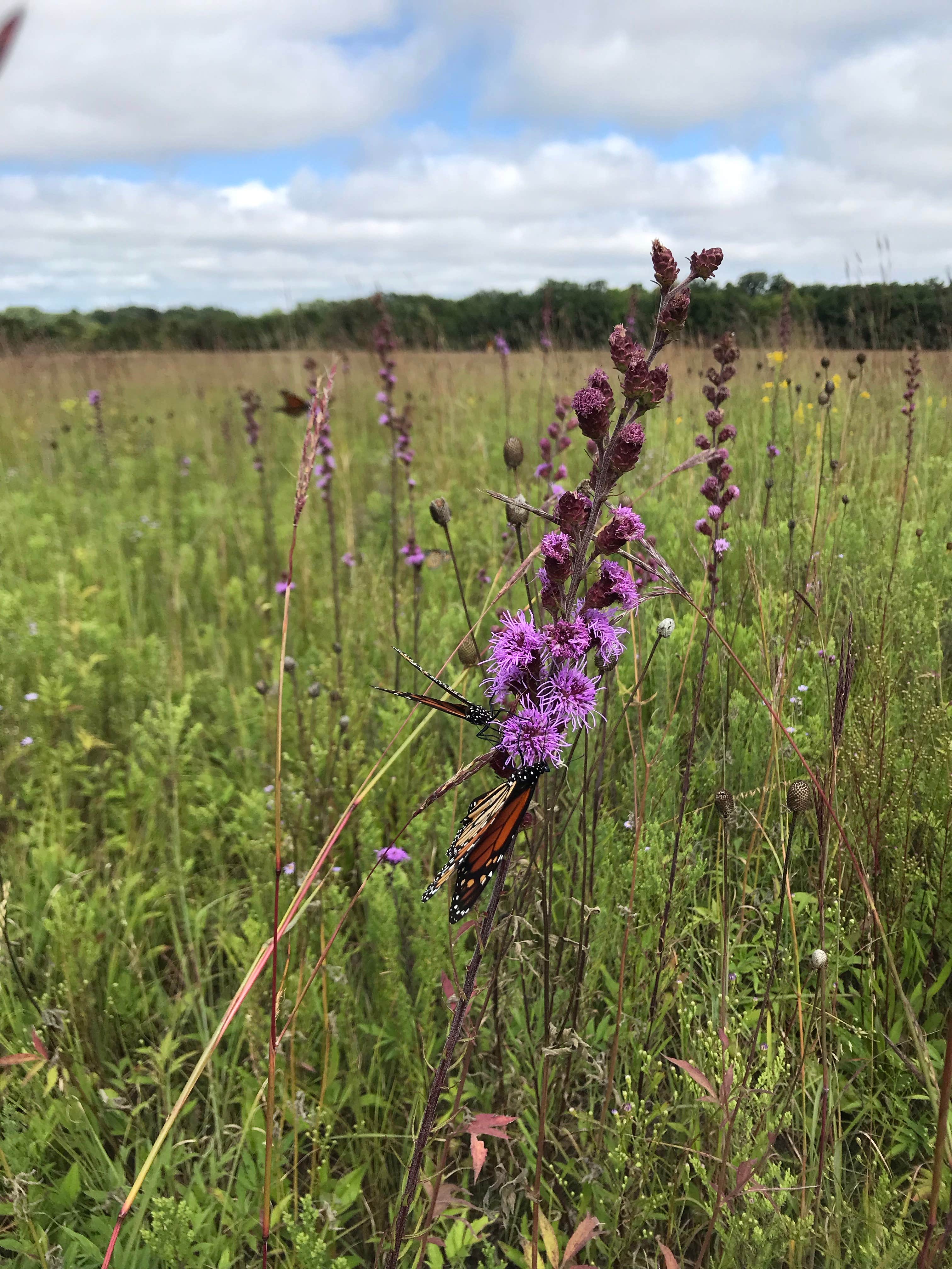 Camper-submitted photo at Crow Hassan Park Reserve near Savage, MN