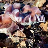 Review photo of Alum Creek State Park Campground by Renée C., March 10, 2020