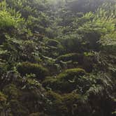 Review photo of Gold Bluffs Beach Campground — Prairie Creek Redwoods State Park by PATRICK S., July 2, 2016