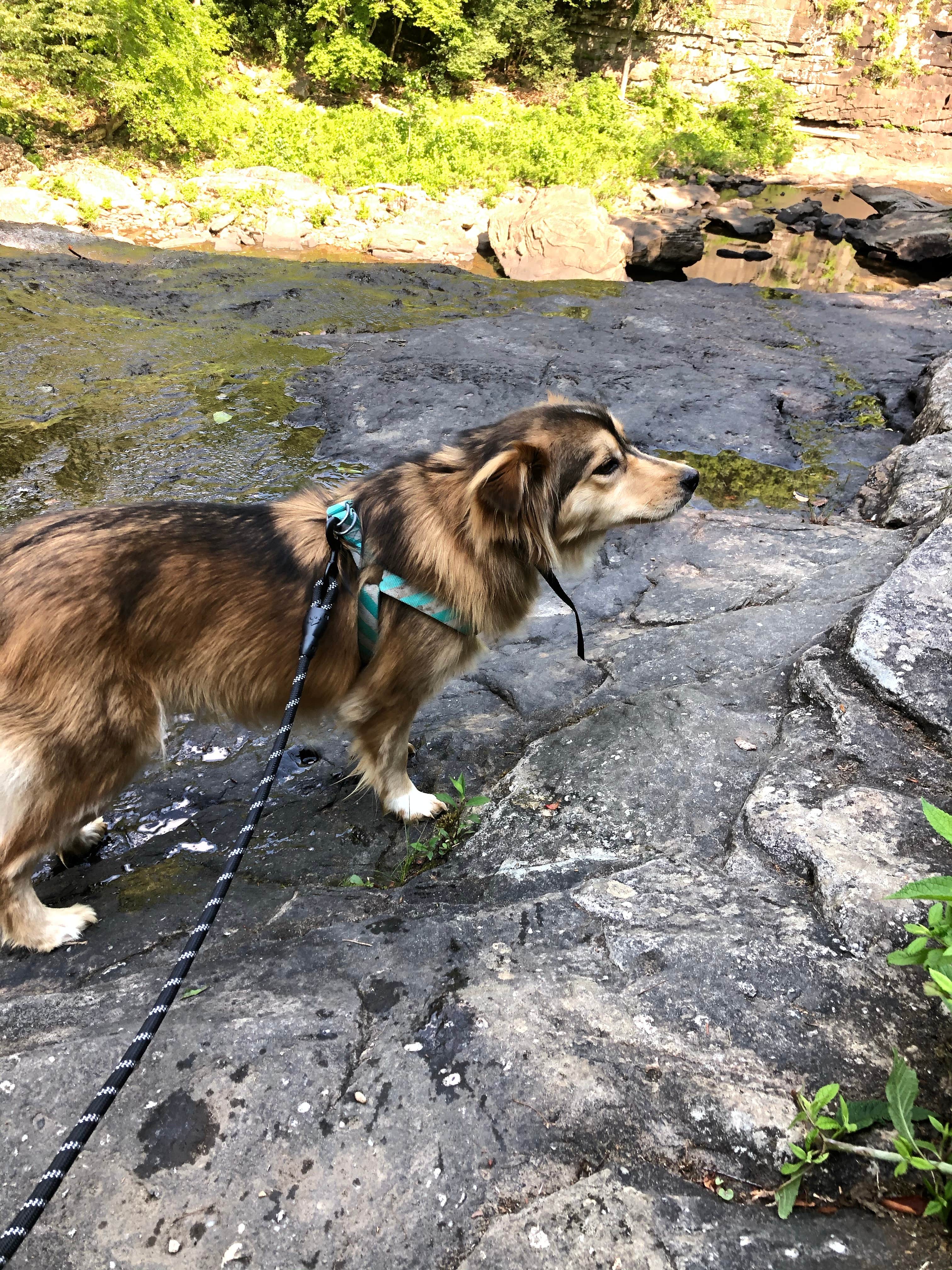 Brittni F.'s photo of camping with pets at Fall Creek Falls State Park Campground near Spring City, TN