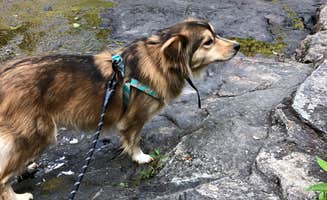 Brittni F.'s photo of camping with pets at Fall Creek Falls State Park Campground near Antioch, TN